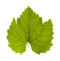 Grape leaf Royalty Free Stock Photo