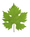 Grape leaf