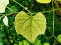 Grape leaf Royalty Free Stock Photo