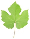 Grape leaf