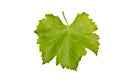Grape leaf Royalty Free Stock Photo