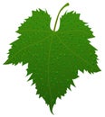 Grape leaf