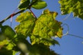 A grape leaf is affected by a fungus on a blue sky background Royalty Free Stock Photo