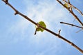 Grape leaf on a blue sky background Royalty Free Stock Photo
