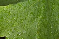 Grape leaf closeup with raindrops Royalty Free Stock Photo