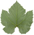 Grape leaf detail