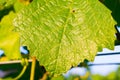 Grape Leaf Detail Royalty Free Stock Photo