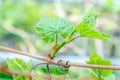 Grape leaf detail closeup. The vineyard, the first leaves in the spring Royalty Free Stock Photo