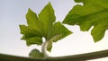 grape leaf detail, grapefruit plant with fresh green leaves, nature background, isolated Royalty Free Stock Photo