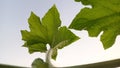 grape leaf detail, grapefruit plant with fresh green leaves, nature background, isolated Royalty Free Stock Photo