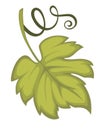 Vine leaf, grape plant foliage isolated icon