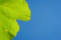 Grape leaf. Fresh green grape leaf against blue sky background close-up. Copy space Royalty Free Stock Photo