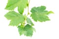 Grape leaf Royalty Free Stock Photo