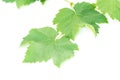Grape leaf Royalty Free Stock Photo