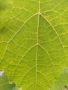 Grape leaf green garden plant Royalty Free Stock Photo
