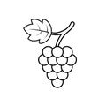 Grape with leaf icon outline vector. Wine logo. Graphic wine dessert symbol. Black grapevine icon on isolated background. Bunch of