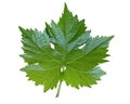 Grape leaf on white background