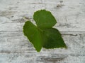 grape leaf isolated on wooden background Royalty Free Stock Photo