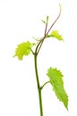 Grape leaf