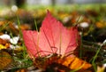 Grape leaf between other autumn leafs Royalty Free Stock Photo