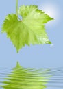 Grape leaf with raindrops Royalty Free Stock Photo