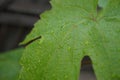 Grape leaf on a rainy summer day Royalty Free Stock Photo