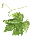 Grape leaf and tendril watercolor illustration isolated on white background Royalty Free Stock Photo