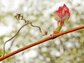 Grape leaf on the vine in springtime Royalty Free Stock Photo