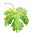 Grape leaf of vine. Watercolor