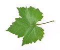 Grape leaf on white background