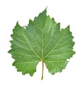 Grape leaf on white background.