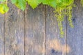 Grape leaf wood background top view