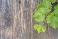 Grape leaf wood background top view