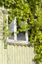 Grape leafs covering a window