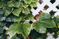 Grape leafs diseases. Angular reddish brown spots with shot-hole centers on grape leaves caused by anthracnose of grape.