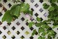 Grape leafs diseases. Angular reddish brown spots with shot-hole centers on grape leaves caused by anthracnose of grape.