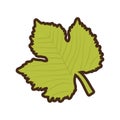 grape leave natural icon