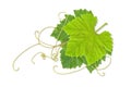 Grape leaves 02