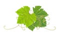 Grape leaves 03