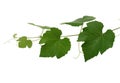 Grape Leaves