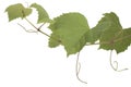 Grape leaves Royalty Free Stock Photo