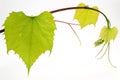 Grape leaves Royalty Free Stock Photo