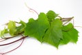 Grape leaves Royalty Free Stock Photo