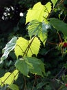 Grape leaves