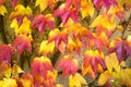 Grape leaves in autumn