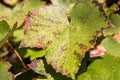 Grape leaves after autumn rain. Green foliage background Royalty Free Stock Photo