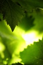 Grape leaves background