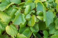 Grape Leaves Background Royalty Free Stock Photo