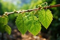 Grape leaves bask in September sun, heralding the autumn harvest