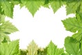 Grape leaves border Royalty Free Stock Photo